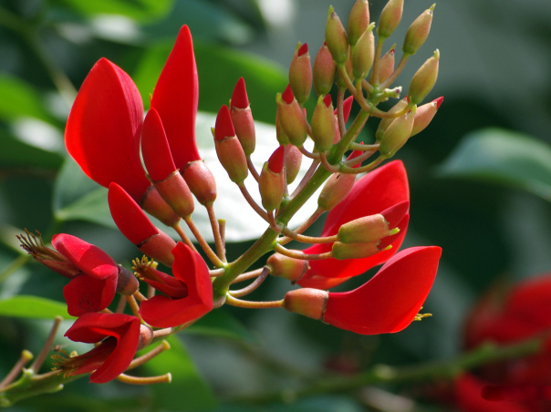 Nẻo về hoa vông đỏ 